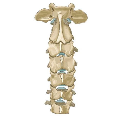 Cervical Vertebrae Anatomy Unlabeled