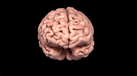 Image result for Brain Machine Learning Vector