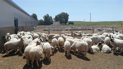 年产值达60亿的黄河口滩羊，为东营代言！黄河口滩羊美食节即将开幕|东营市|羊肉_新浪新闻