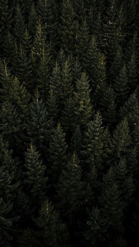 Download wallpaper 1080x1920 forest, aerial view, pines, trees, needles ...