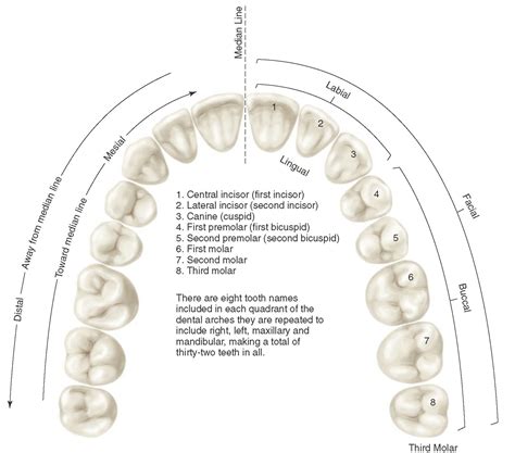Tooth Surface Anatomy at Randall Tran blog
