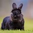 Image result for Cute Baby Rabbit Drawings