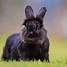 Image result for Cute Fluffy Pet Bunny