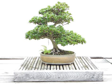 What is a Bonsai Tree? - Introduction by ALL THINGS BONSAI