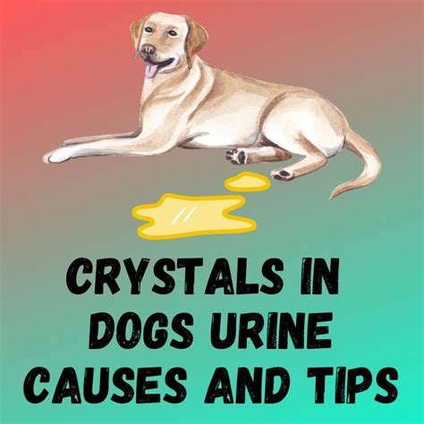 What Is Crystals In Dog Urine at Raymond Curry blog