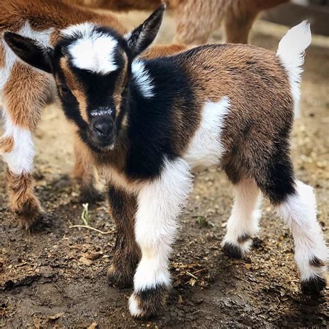 What Is A Female Goat Called - Hasma