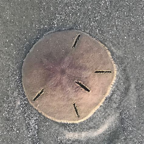 Sand Dollar Alive
