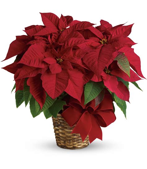 Poinsettia | Lougheed Flowers