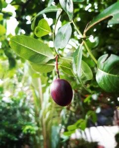 Cloud Farm ZZ Plant Price in India - Buy Cloud Farm ZZ Plant online at ...