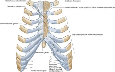 Chest wall and breast - Clinical Tree