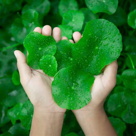 Centella asiatica skin benefits