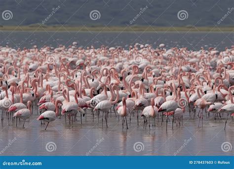 Large Group of Flamingos (Phoenicopterus Roseus Stock Image - Image of ...