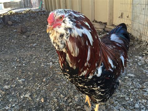 Chicken Breed Focus - Russian Orloff | BackYard Chickens