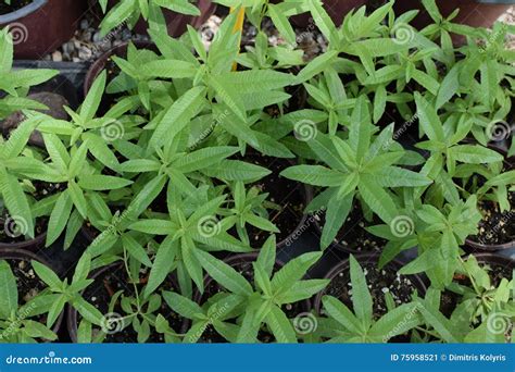 Lemon verbena plant stock image. Image of citrodora, louisa - 75958521