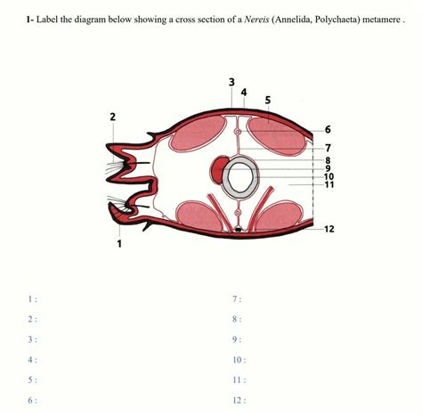 Nereis Cross Section Diagram