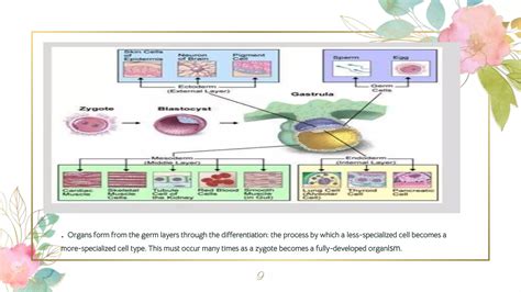 organogensis | PPTX