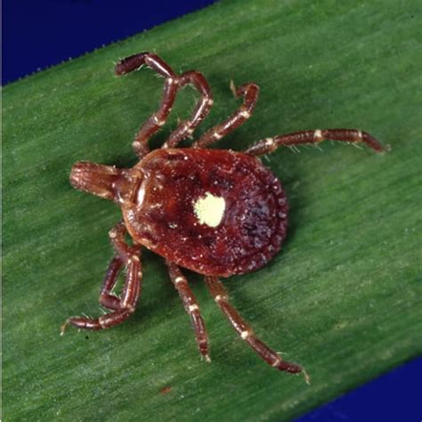 HRTV: a dangerous tick‑borne virus? What scientists are warning about - Futura-Sciences