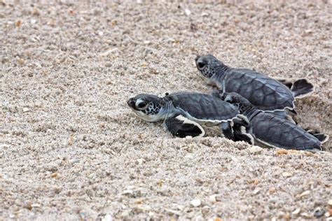 Sea turtles are hatching on Florida beaches; keep them safe with these ...