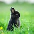 Image result for Dwarf Bunnies Being Cute