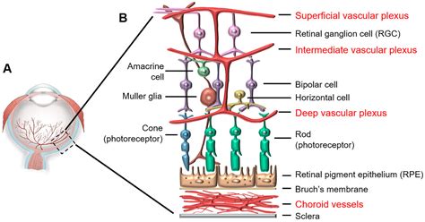 Concurrent Physiological and Pathological Angiogenesis in Retinopathy ...
