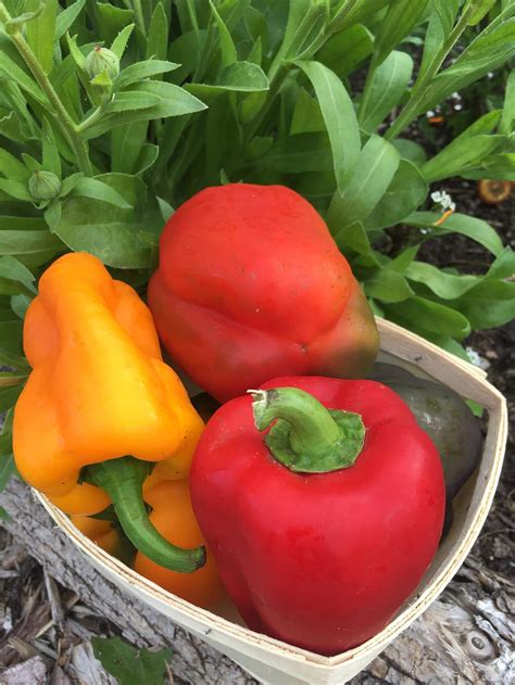Sweet Peppers Acidic at Heriberto Barry blog