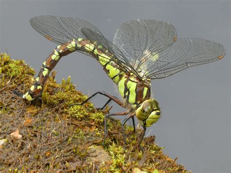Southern Hawker (Dragonfly) - Insect Week