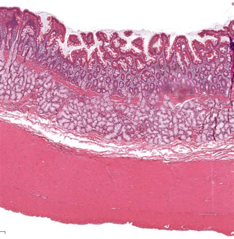 Duodenum Histology Diagram | Quizlet