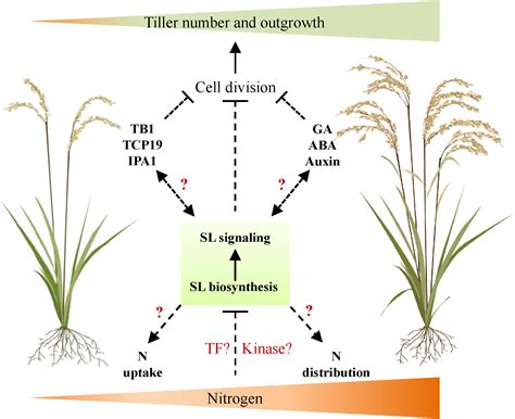 Frontiers | Is strigolactone signaling a key player in regulating ...