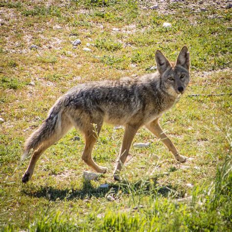 Coyote - Nature Companion