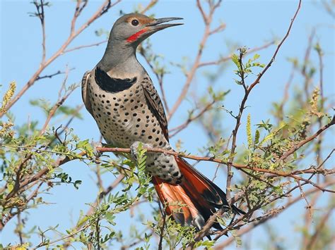 Northern Flicker - eBird