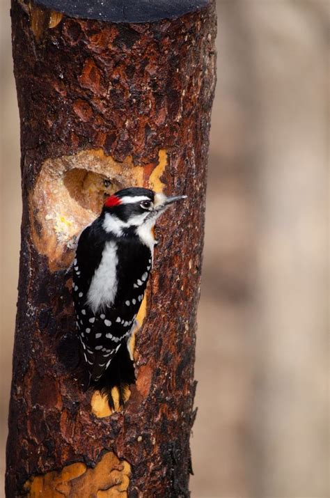 Great Backyard Bird Count @ the SMINC, Sally Manzara Interpretive ...