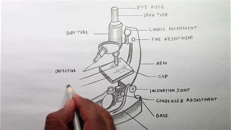 Image result for Biological Drawing of Compounb Light Microscope