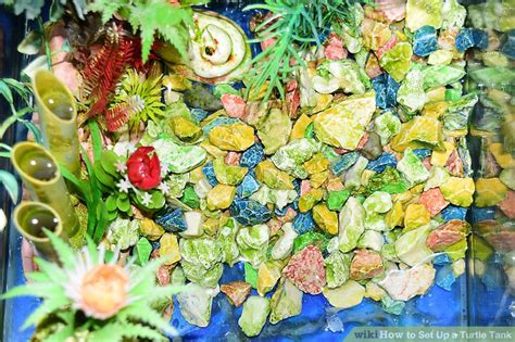 Setting Up a Turtle Tank 的图像结果