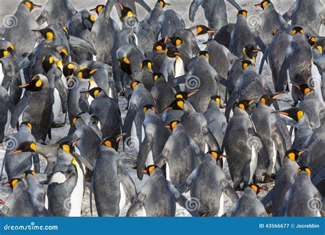 Flock of King penguins stock image. Image of community - 43566677
