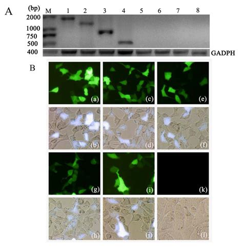 Molecular Adjuvant Ag85A Enhances Protection against Influenza A Virus ...