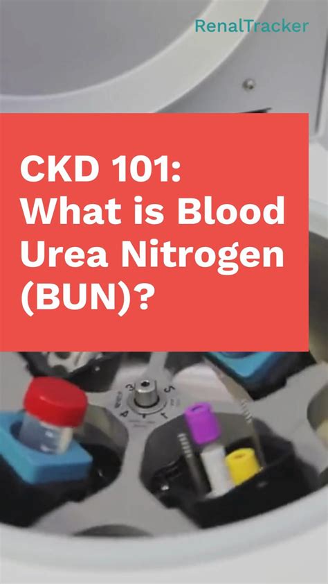 What is blood urea nitrogen bun – Artofit
