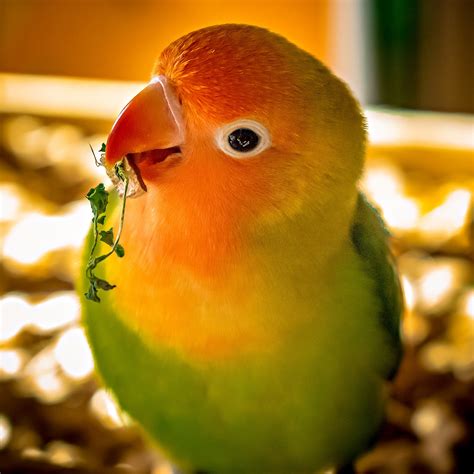Peach Faced Lovebird - Bird and Parrot Store