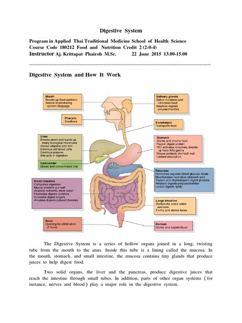 Image result for How Does Food Get Digested