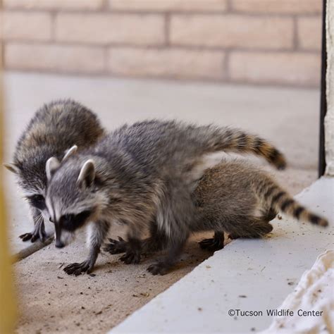Patient of the Week: Baby raccoons - Tucson Wildlife Center