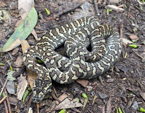 Image result for Carpet Python Heat Zones