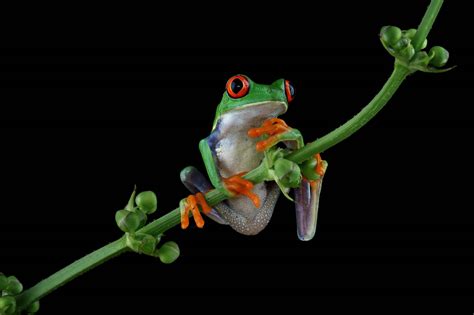 Do Frogs Have Bones? Vet-Approved Anatomy Facts | Hepper Pet Resources