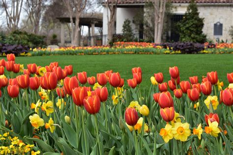 6 tips for seeing Dallas Blooms at the Dallas Arboretum this spring ...