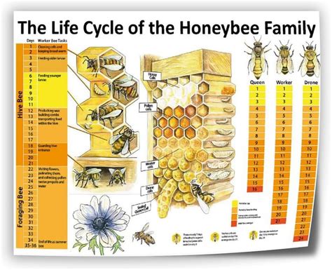 Amazon.com: Generic The Life Cycle of The Honeybee Family Infographic ...