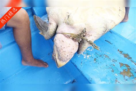 渔民解救了一只被渔网缠住脖子的百年老海龟最后海龟流出眼泪