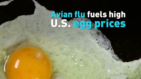 Avian flu fuels high U.S. egg prices - CGTN