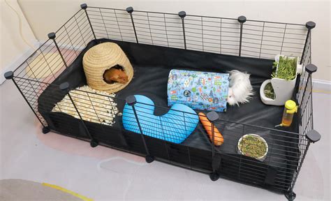 Buy guinea pig cage online