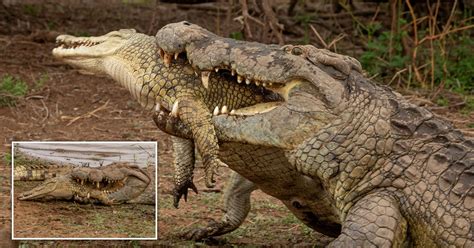 Crocodile Eats Man