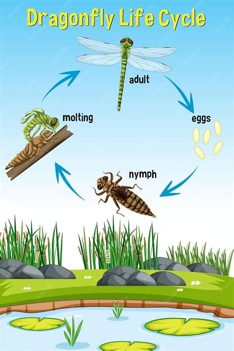 Free Vector | Dragonfly life cycle infographic