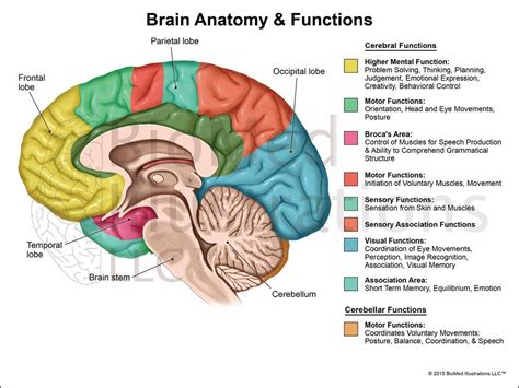 Brain Function 的图像结果