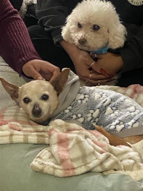 My favorite girls ️ Guera (Chihuahua)went first in March 5 after 17 ...